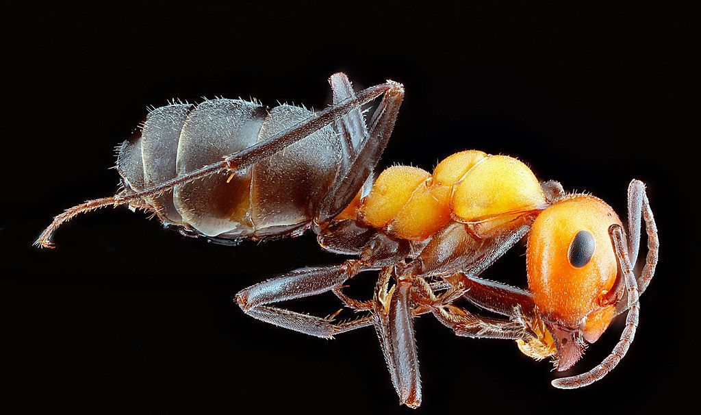 Ant Control service in Lakewood, WA