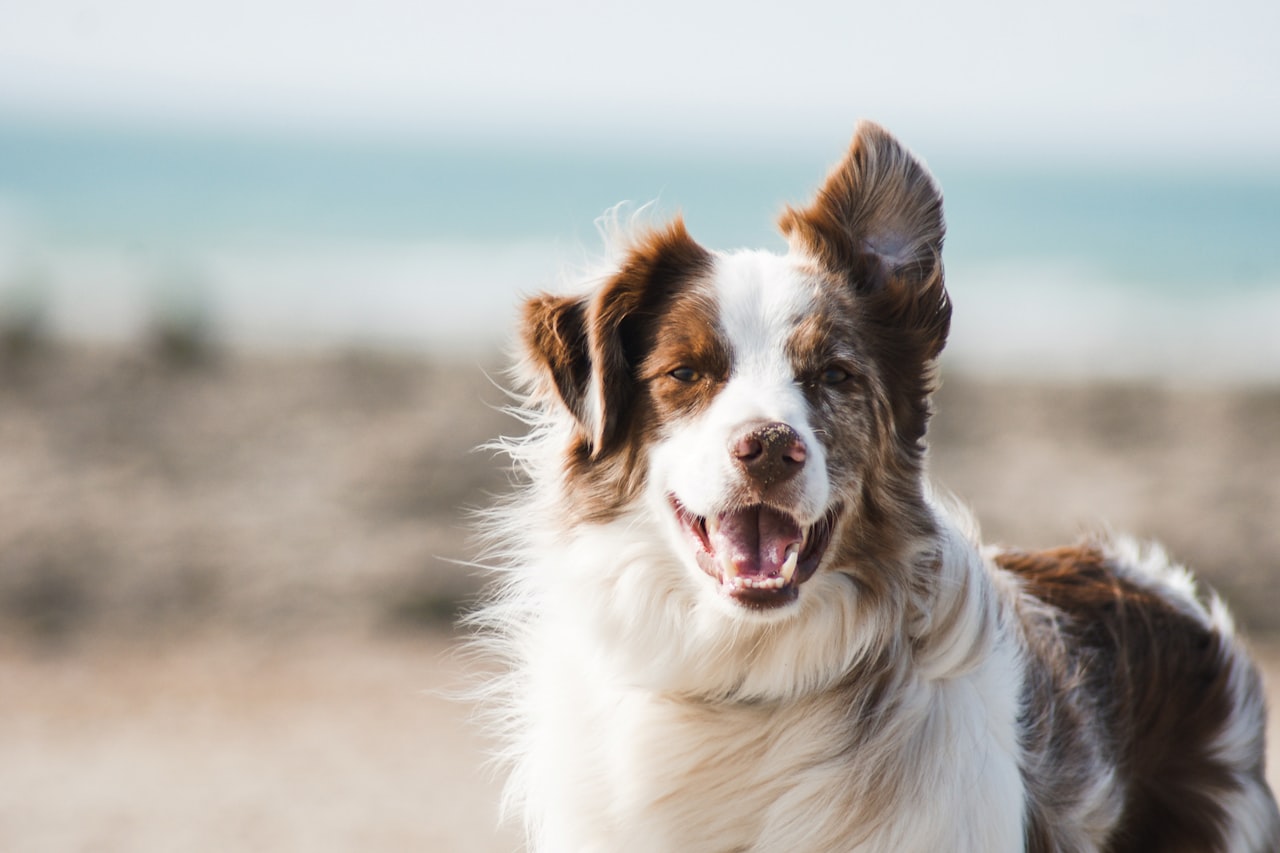 Flea & Tick Control service in Lakewood, WA