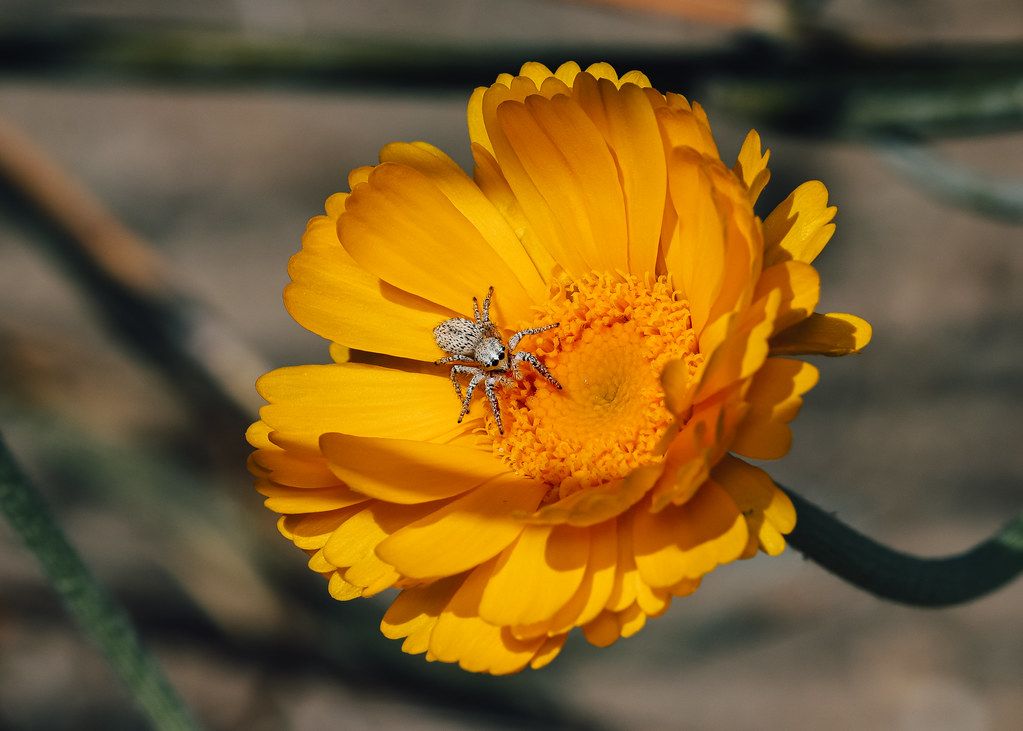 Spider Control service in Lakewood, WA
